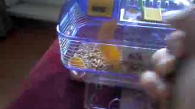 Мой маленький хомяк смотреть онлайн