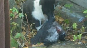 Ах, попалась птичка