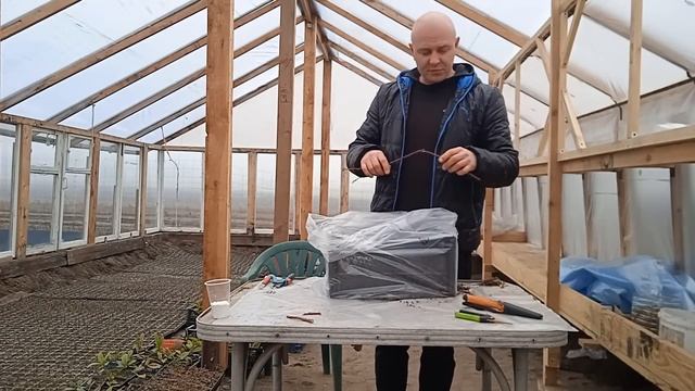 ЧЕРЕНКОВАНИЕ ГОЛУБИКИ!!! ОЧЕНЬ ПРОСТО ДЛЯ КАЖДОГО!!! ЧЕТЫРЕ СПОСОБА!!!