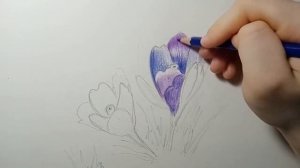 Как нарисовать крокусы