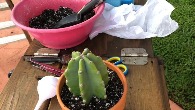 Potting up some cactus and succulents from a fellow youtuber Lisett_wonderwoman😊🌵 смотреть онлайн