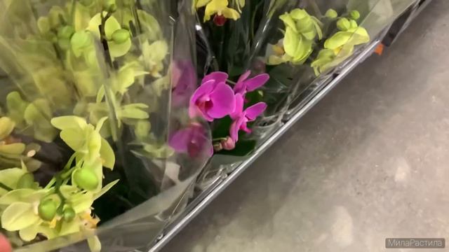 В канун Праздника 8 марта заглянула в Леруа Мерлен на пр. Испытателей. Что осталось из ОРХИДЕЙ. смотреть онлайн