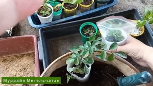 Пересадка Цитрусовых саженцев / Цитрусовый Рай МариАны