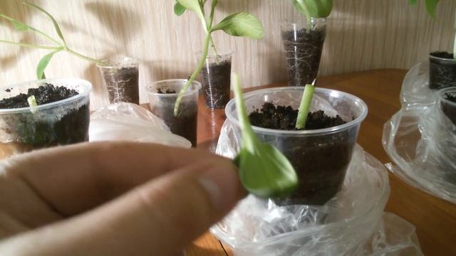 Прививка арбуза (дыни) к тыкве. смотреть онлайн