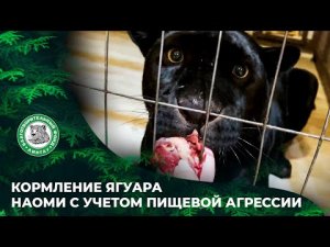 ВЫПУСК 70. Кормление ягуара Наоми с учетом пищевой агрессии.