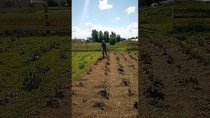 прополка кортофеля триммером,мототяпка лучший пропольшик