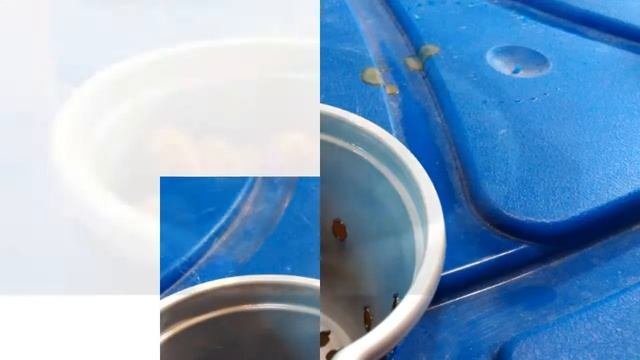 Домашняя гидропонная установка своими руками.