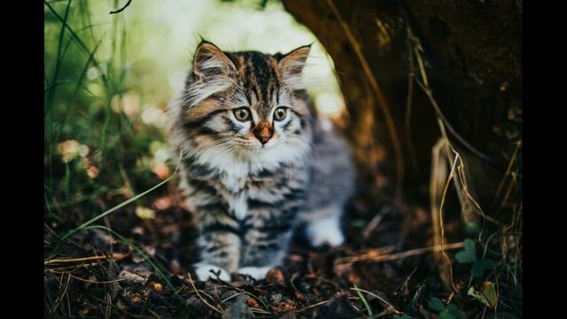 Как назвать котёнка