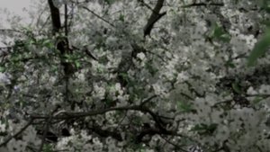 "БЕЛОСНЕЖНАЯ ВИШНЯ" Шувалова Светлана