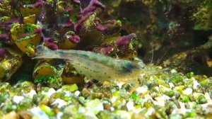 КРЕВЕТКА АМАНО