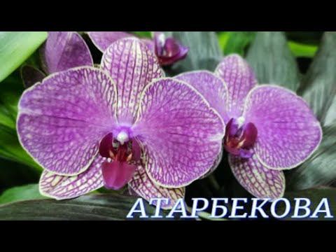 №819/ ОБЗОР орхидей в с/ц на АТАРБЕКОВА