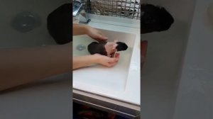 Купание морской свинки породы Скинни