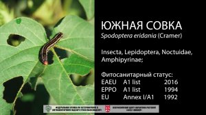 Южная совка (Spodoptera eridania (Cramer))