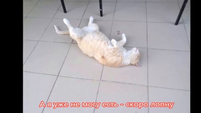 Мимимишные животные ПРИВЕТ из лета! Записки юного натуралиста
