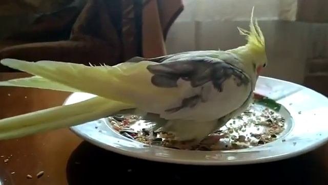 Попугай корелла Аркаша забавные животные / Corella The Parrot