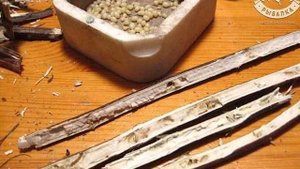 Репейник / личинка репейной моли