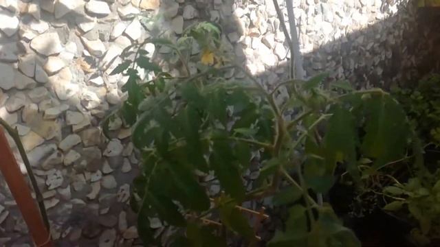 Помидоры на балконе. Как вырастить томаты дома. От канала Мы из Краснодара смотреть онлайн