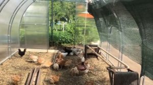 Юлия Миняева: Как вырастить крепкого бройлера. Обзор моего птичьего двора.