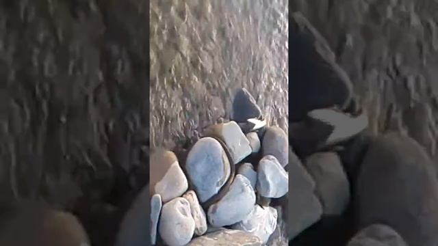 Чуть не укусила гадюка 1-часть смотреть онлайн