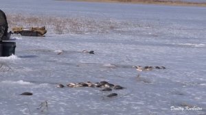 Вот это лапти! Озеро Чаны! Последний лёд! #карась #чаны #последнийлёд