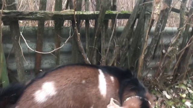 Козел в тумане. смотреть онлайн