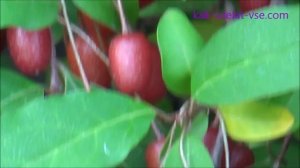 Гуми лох многоцветковый. Elaeagnus multiflora.
