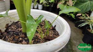 ALOCASIA TRIANGULARIS RIVEW