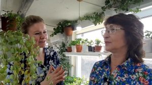 300 сортов ПЕЛАРГОНИИ в теплице у Светланы. Советы и опыт по содержанию и уходу
