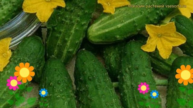 Огурец гибридный F1 Настоящий полковник. Краткий обзор, описание F1 Nastoiashchii polkovnik смотреть онлайн