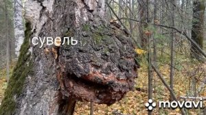 РАЗЛИЧИЕ СУВЕЛЯ И ЧАГИ БЕРЁЗОВОЙ.