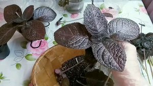 Пересадка эписций. Стимулируем цветение.