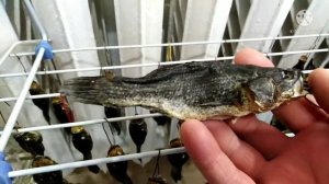 ВЯЛИМ, СУШИМ РОТАНА. ИСТОРИЯ, АРЕАЛ ОБИТАНИЯ. С ПРИМЕРОМ КОНСЕРВАЦИИ В 3-Х ЛИТРОВЫХ БАНКАХ.