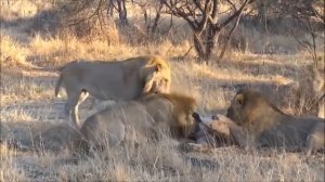 Дикий мир животных Африки 2018