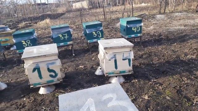 Улья из ППС огонь, а дерево кака? смотреть онлайн