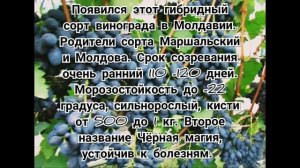 Кодрянка виноград описание