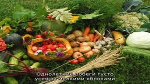Лучшие летние сорта яблок для юга России