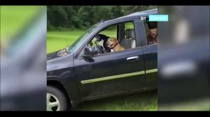 Приколы с животными. Подборка приколов с животными. Смешные коты