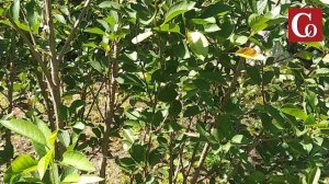 Андрей Туманов: Минирующая моль – чего боится вишня..