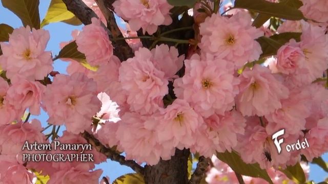 САДОВОЕ ИСКУССТВО Сад мечты - сакура - ЯПОНСКИЙ САД - фото sakura landscaping смотреть онлайн
