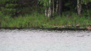 Лось (Alces alces) на озере