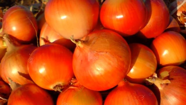ЛУК РЕПЧАТЫЙ ПОЛЬЗА | лук репчатый свойства, чем полезен репчатый лук