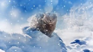 ЗИМА КРАСАВИЦА. Песни для детей. Красивое поздравление с началом зимы! Зима пришла. winter is comin