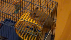 Хомяк сделал из колеса беговую дорожку