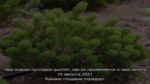 Сорта горной сосны для дачного участка