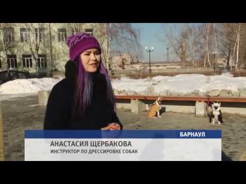 Родители пострадавшего от укуса добермана ребенка намерены взыскать компенсацию