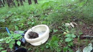 Поиск золотых самородков! По золотоносным ручьям Часть 6 - Золотая жила Gold mine