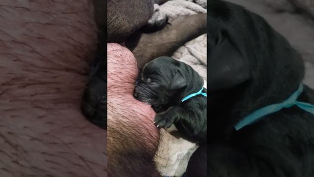 Newborn puppy nursing