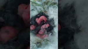 Рекорд по количеству рождённых крольчат за 1 раз.