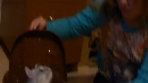 Как приучить кота к сумке переноске