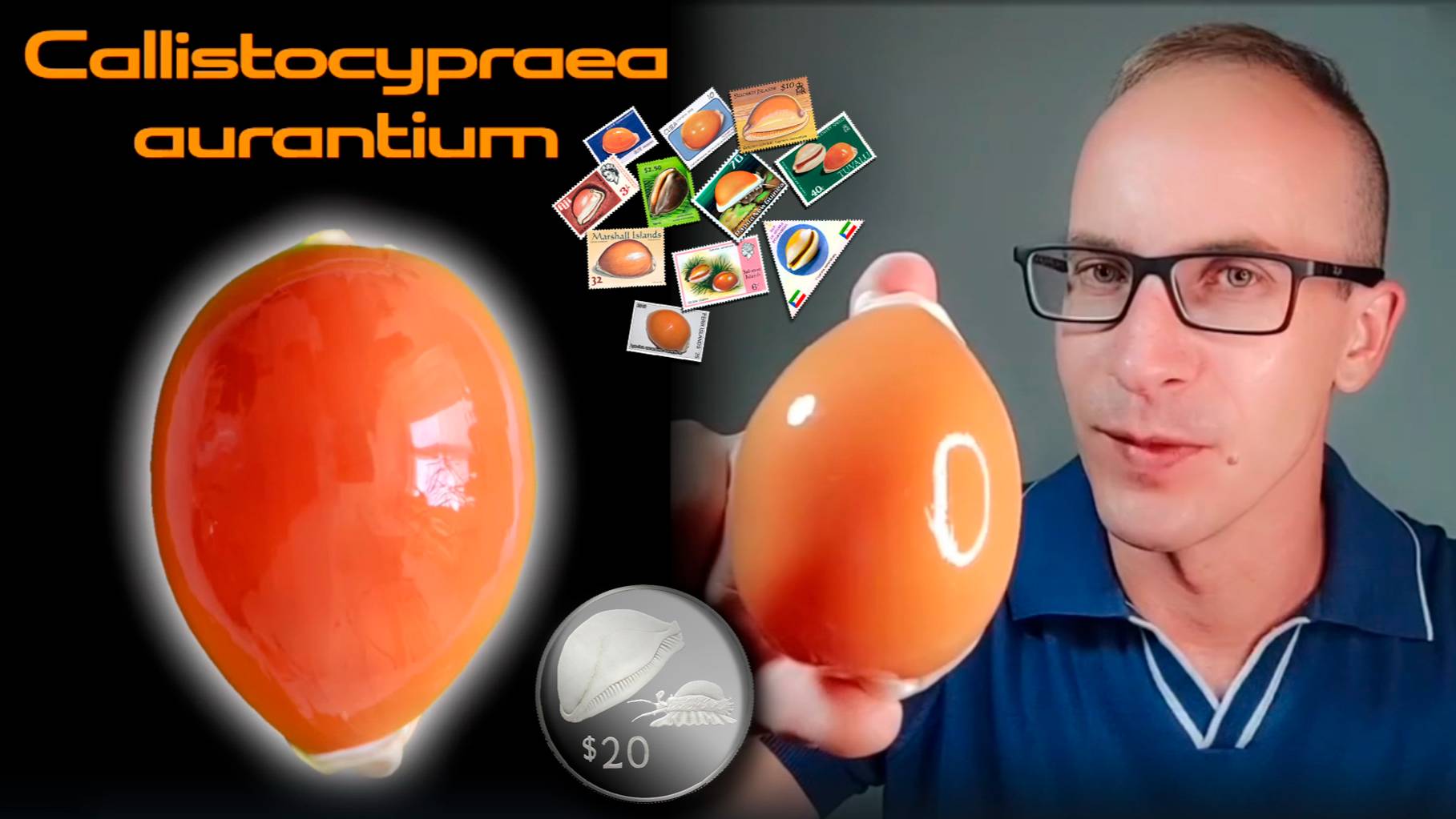 Золотая ципрея - Callistocypraea aurantium